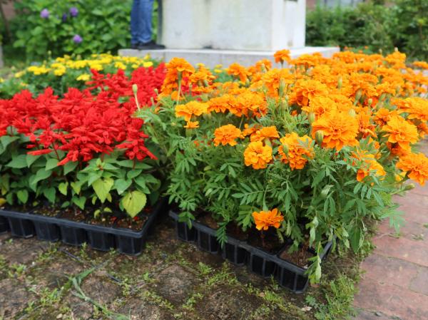水戸農業高校生による花壇植栽